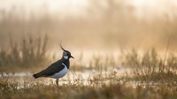 Northern lapwing bird standing in wetland marsh during golden hour sunrise with soft bokeh background and natural habitat environment.