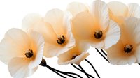 Delicate peach-colored poppies with dark centers arranged in elegant row composition against white background, soft petals creating ethereal floral display.