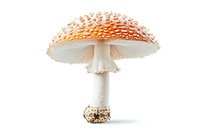 Red and white spotted amanita muscaria mushroom isolated on white background, detailed macro photography showing texture and gills. For nature and botanical designs.