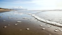 Gentle ocean waves washing onto sandy beach shore with foam and bubbles creating peaceful coastal scenery for relaxation and travel concepts.