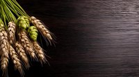 Fresh green hop cones with golden wheat ears on dark wooden background. Natural ingredients for craft beer brewing and bakery industry.