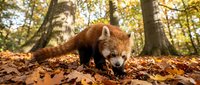 Red panda walking through autumn forest with fallen leaves, wildlife photography showcasing endangered species in natural woodland habitat.