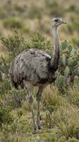 Greater rhea bird standing in natural grassland habitat with green vegetation and blurred background for wildlife and nature photography projects.