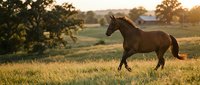 Brown horse galloping through golden meadow at sunset with trees and farm buildings in background creating peaceful rural countryside scene.