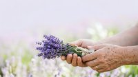 Mature hands holding fresh lavender bunch in field, harvesting aromatic flowers for culinary, cosmetic, or wellness product use.
