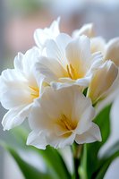 Delicate white clivia flowers with yellow centers bloom in soft focus against blurred background, showcasing pure petals and fresh green leaves.