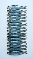 Fresh sardines arranged in neat row on white background, raw fish for cooking, seafood market display, healthy omega-3 protein source for Mediterranean cuisine.