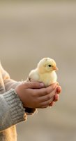 Young child holding fluffy yellow chick in cupped hands against neutral background. Gentle farm animal care, agriculture education, and childhood innocence concept for design projects.