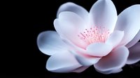 Delicate white lotus flower with pink stamens on dark background, soft petals glowing with ethereal light. Macro photography captures zen-like serenity and purity.
