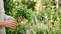 Farmer holding fresh harvested parsley bunch in garden with blurred green plants background, suitable for organic food and agriculture marketing.