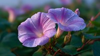 Delicate morning glory flowers with water droplets, showcasing vibrant purple and pink petals against lush green foliage in soft morning light.
