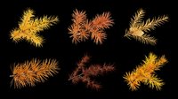 Autumn pine branches set with golden and red needles, isolated on transparent background. Ready for T-shirts, stickers, clipart, sublimation, and print on demand.