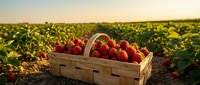 Fresh ripe strawberries in wooden basket at organic farm field during golden hour sunset. Agricultural harvest concept for healthy eating and farming.