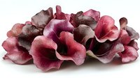 Delicate burgundy and pink ruffled flower petals arranged in elegant composition on white background, isolated floral design element for creative projects.