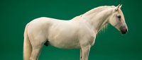 Elegant white horse standing in profile against vibrant green background, showcasing graceful posture and refined breed characteristics for equestrian content.