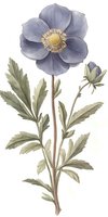 Delicate blue anemone flower with sage green leaves on white background, botanical art style illustration for nature-inspired designs and floral patterns.