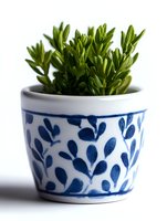 Small succulent plant in white ceramic pot decorated with blue floral pattern on white background, minimalist home decor and gardening concept isolated.