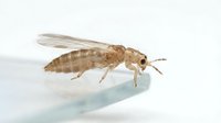 Termite worker isolated on white background, macro photography showing detailed anatomy of wood-eating insect pest for educational and pest control design use.