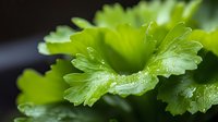Fresh green lettuce leaves with water droplets in macro photography, showing detailed texture and natural moisture on crisp organic produce for food and agriculture.