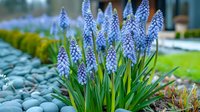 Grape hyacinth muscari flowers blooming in spring garden with decorative stones and green lawn background, fresh blue flowering bulbs in landscape.