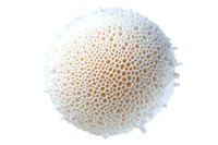 Microscopic view of pollen grain structure showing detailed surface texture and organic patterns in white and orange tones on isolated background.