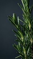 Fresh rosemary herb sprigs with narrow green leaves against dark background, suitable for culinary, wellness, and food photography projects.