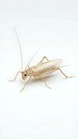 Beige cricket insect isolated on white background, suitable for educational materials, nature illustrations, and scientific documentation purposes.