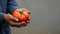 Farmer holding fresh ripe red tomato in hands against neutral background, showcasing organic produce for agriculture, farming, and food industry marketing.
