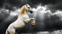 Majestic white horse rearing up against dramatic stormy sky with dark clouds, powerful equine in motion showing strength and grace for equestrian themes.