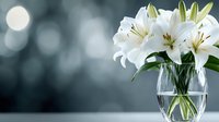 White lily flowers in glass vase with soft bokeh background for home decor and floral arrangements.