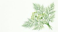 Fresh green dill herb branch with delicate feathery leaves isolated on white background for culinary design and cooking projects.