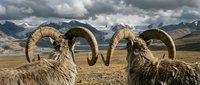 Two majestic bighorn sheep rams with curved horns standing in mountain wilderness landscape under dramatic cloudy sky in natural habitat.