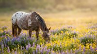 Spotted horse grazing peacefully in colorful wildflower meadow during golden hour sunset light creating serene pastoral scene for equestrian and nature themes.