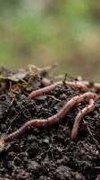 Earthworms crawling through moist soil with organic matter, depicting natural decomposition and nutrient cycling in garden composting and agricultural environments.