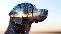Double exposure silhouette of large dog head combined with sunset forest landscape and walking person, artistic nature photography in orange and blue tones.