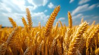 Golden wheat ears against dramatic blue sky with white clouds, close-up view of ripe cereal crop field in warm sunlight, agricultural landscape at harvest time.