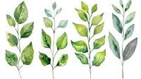 Fresh green watercolor leaves and branches on white background, botanical elements for nature-inspired designs and decorative projects. Isolated artwork ready for use.