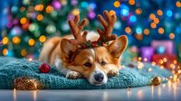 Adorable corgi dog wearing reindeer antlers resting on teal blanket with Christmas lights and decorations in blurred bokeh background.