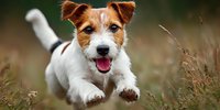 Playful Jack Russell terrier puppy running through meadow grass with joyful expression, perfect for pet care and animal companionship themes.