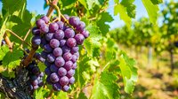 Ripe purple grapes hanging on vine with green leaves in sunny vineyard, ready for harvest and wine production.