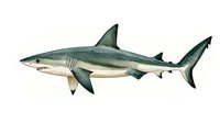 Great white shark watercolor illustration on white background, showing detailed anatomy and natural coloring. Marine predator in side view, isolated for nature publications.
