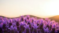 Purple lavender flowers blooming in field at golden sunset with rolling hills creating peaceful countryside landscape for aromatherapy and wellness content.