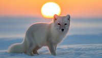 Arctic fox standing in snow during golden hour sunset with warm orange sky background creating wildlife winter scene.