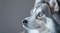 Close-up portrait of Siberian Husky with piercing blue eyes and white fur against gray background, showing majestic profile view of purebred dog face.