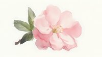 Delicate pink watercolor flower with soft petals and green leaves, painted in gentle translucent strokes on white background, suitable for wedding stationery and floral designs.