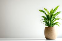Fresh green peace lily plant in modern beige ceramic pot on white surface against light wall background, minimalist home decor composition with copy space.
