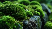 Lush green moss growing on ancient stones creates natural texture in forest environment, symbolizing growth and tranquility in nature.