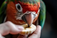 Close up view of green wing macaw parrot eating banana slice from human hand, showing detailed beak and vibrant red feathers against dark background.