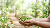 Farmer holding fresh green peas in hands at harvest time in agricultural field with blurred garden background.