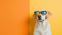 Stylish Labrador Retriever wearing reflective sunglasses against vibrant orange and yellow background, looking cool and trendy. Perfect for pet fashion and summer concepts.